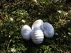 eier