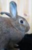 hasi3
