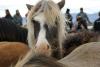 DSC07754k
