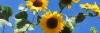 sunflowers_ticinese