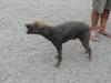 typischer peruanischer Hund, der bis 40Grad warm werden kann und so fuer medizinische Zwecke eingesetzt wird