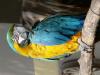 wunderschoene farbige Papagei