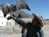 Peruaner mit Adler