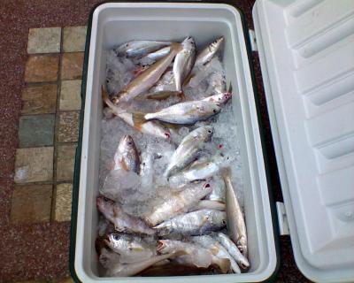 fishonice