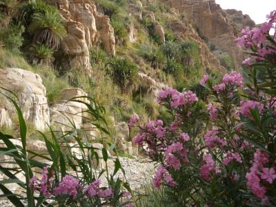 Wadi-Hasa-095