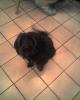 unser hund