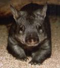 Wombat