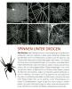 spinne