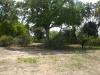 Giraffe im Selous