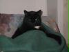 Unser fauler und fetter Kater ;o)