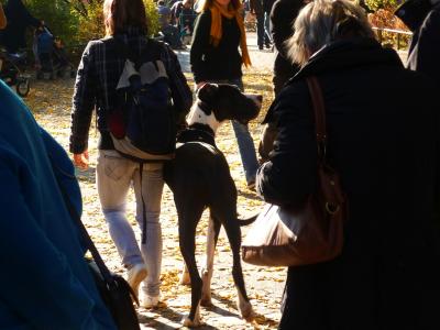 dogge. dogge.