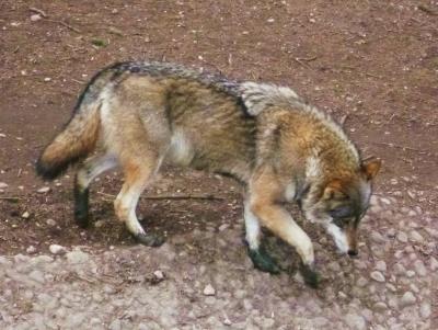 wolf wolf