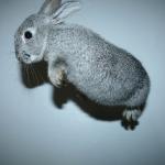 tausendsassa-hase