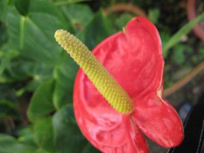 Madeira1000745