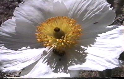 BLUME