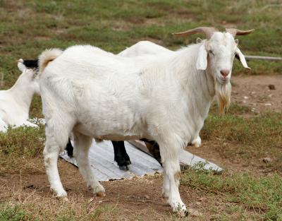 Billy_goat