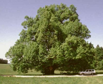 linde-bei-kriering