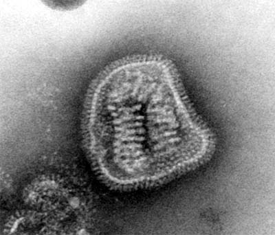 grippevirus