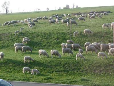 Ein Schaf :-)