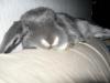 Bluezee-Woozee... sleeping... good bunny.