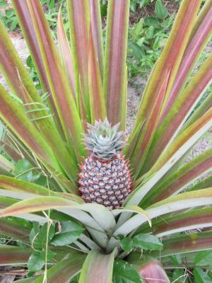Ananas