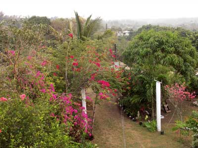 garden