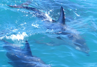 dolphin