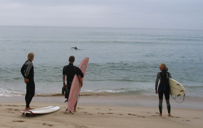 surfin