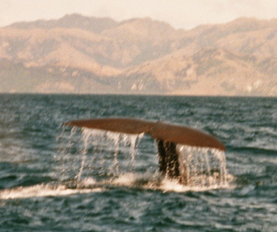 whale