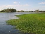 Ein Billabong (Wasserloch).