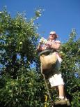 Sieht elichter aus, als es ist. manche Birnen sind gar nicht einfach zu erreichen. Und ich bin auch recht langsam, da ich mich mit einer Hand am Baum oder Leiter festhalte.