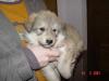 Hund