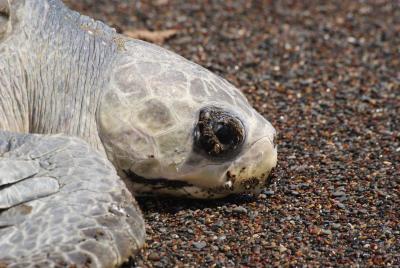 Tortuga Lora durante el dia