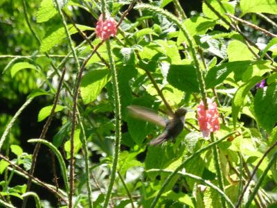 Kolibri