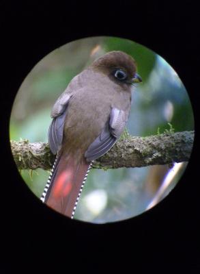 Trogon