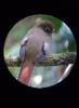 Trogon