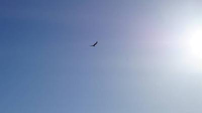 Adler kreist am blauen Himmel