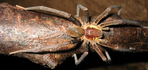 2006-04-22-spider