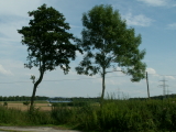 zwei Bäume in Hiltrup