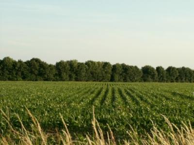 feld rechts