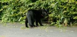 westfalenkater