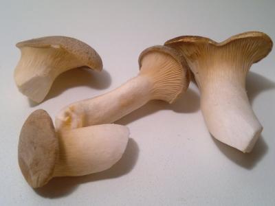 mushroom1