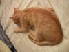 eine orange Katze schläft, eine Pfote ist nach hinten gelegt