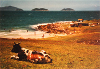 florianopolis-kuh-kopie