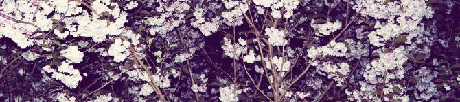 header