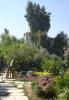 Botanischer Garten Damaskus VI