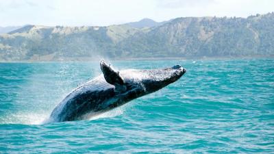 humpback-whale-in-machalilla