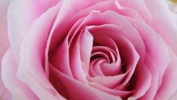 pink-2233_640