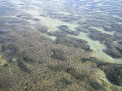 Stromatolites-WA