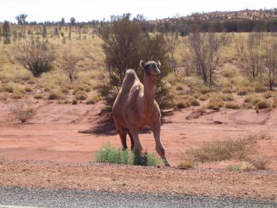 Wildes-Dromedar-Outback